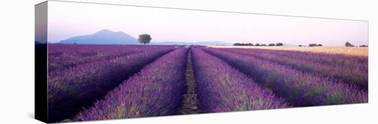 Lavender Field, Plateau De Valensole, France-null-Premier Image Canvas