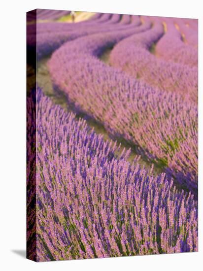 Lavender Field, Provence-Alpes-Cote D'Azur, France-Doug Pearson-Premier Image Canvas
