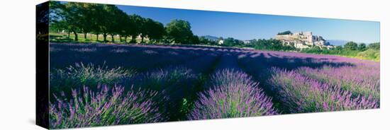 Lavender Field, Provence-Alpes-Cote D'Azur, France-null-Premier Image Canvas