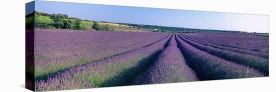 Lavender Field, Provence-Alpes-Cote D'Azur, France-null-Premier Image Canvas