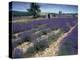 Lavender Field, Provence, France-Gavriel Jecan-Premier Image Canvas