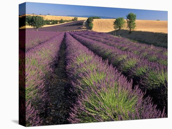 Lavender Field, Provence, France-Gavriel Jecan-Premier Image Canvas