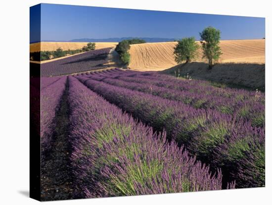 Lavender Field, Provence, France-Gavriel Jecan-Premier Image Canvas