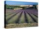 Lavender Field, Provence, France-Gavriel Jecan-Premier Image Canvas