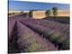 Lavender Field, Provence, France-Gavriel Jecan-Premier Image Canvas