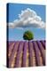 Lavender Field, Provence-Nino Marcutti-Premier Image Canvas