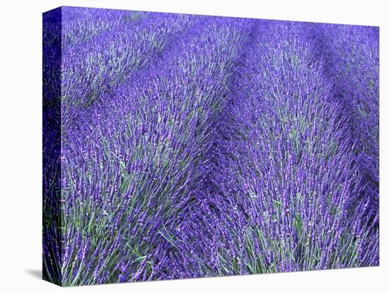 Lavender Field, Sequim, Olympic National Park, Washington, USA-Charles Sleicher-Premier Image Canvas