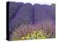 Lavender Field, Sequim, Washington, USA-Charles Sleicher-Premier Image Canvas