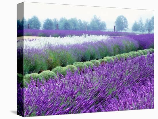 Lavender Field, Sequim, Washington, USA-Janell Davidson-Premier Image Canvas