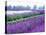 Lavender Field, Sequim, Washington, USA-Janell Davidson-Premier Image Canvas