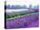 Lavender Field, Sequim, Washington, USA-Janell Davidson-Premier Image Canvas