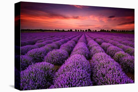 Lavender Field Sunset Provence-null-Stretched Canvas