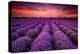 Lavender Field Sunset Provence-null-Stretched Canvas