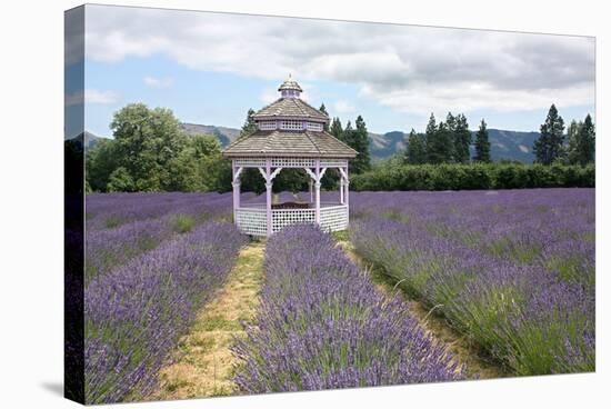 Lavender Field, USA-Tony Craddock-Premier Image Canvas