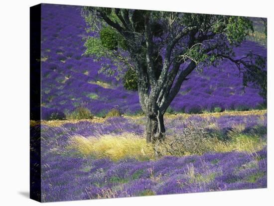 Lavender Field, Vaucluse, Sault, Provence-Alpes-Cote D'Azur, France-Bruno Morandi-Premier Image Canvas