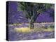 Lavender Field, Vaucluse, Sault, Provence-Alpes-Cote D'Azur, France-Bruno Morandi-Premier Image Canvas