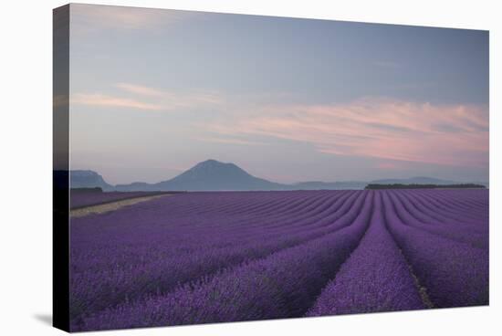 Lavender Field-Rostovskiy Anton-Stretched Canvas