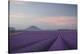 Lavender Field-Rostovskiy Anton-Stretched Canvas