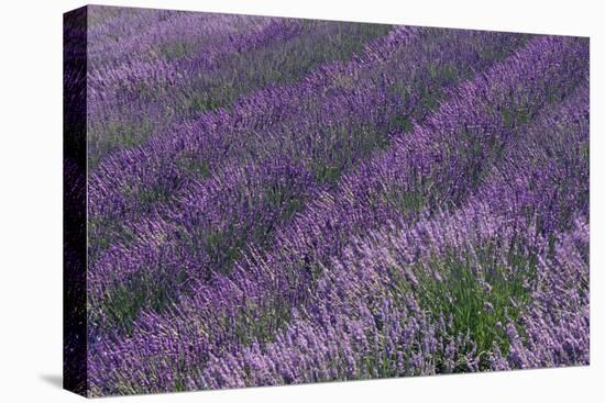 Lavender Field-DLILLC-Premier Image Canvas