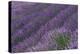 Lavender Field-DLILLC-Premier Image Canvas