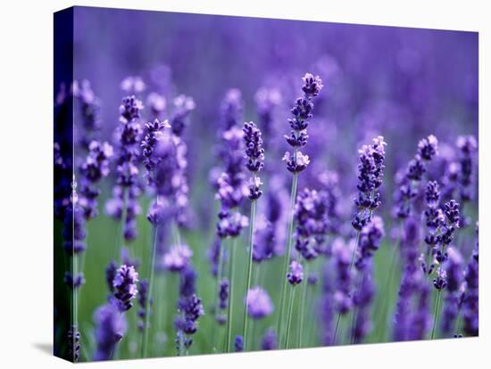 Lavender Field-Herbert Kehrer-Premier Image Canvas