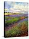 Lavender Field-David Stribbling-Stretched Canvas