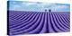 Lavender field-Marco Carmassi-Premier Image Canvas