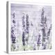 Lavender Fields 1-Kimberly Allen-Stretched Canvas