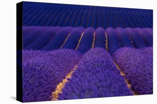 Lavender fields, Alpes Haute Provence, France-Juan Carlos Munoz-Premier Image Canvas