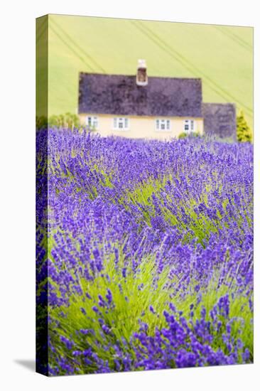 Lavender Fields, Cotswolds, Worcestershire, England, UK-Nadia Isakova-Premier Image Canvas