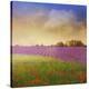 Lavender Fields I-Chris Vest-Stretched Canvas