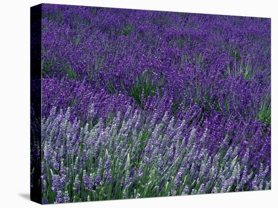 Lavender Fields in Sequim, Olympic Peninsula, Washington, USA-Jamie & Judy Wild-Premier Image Canvas