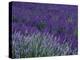 Lavender Fields in Sequim, Olympic Peninsula, Washington, USA-Jamie & Judy Wild-Premier Image Canvas