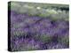 Lavender Fields in Sequim, Olympic Peninsula, Washington, USA-Jamie & Judy Wild-Premier Image Canvas