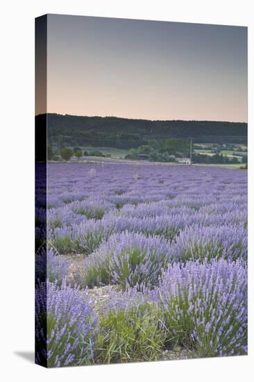 Lavender Fields Near Sault, Vaucluse, Provence, France, Europe-Julian Elliott-Premier Image Canvas
