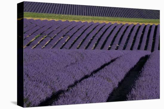 Lavender fields on Valensole Plain, Provence, Southern France.-Michele Niles-Premier Image Canvas