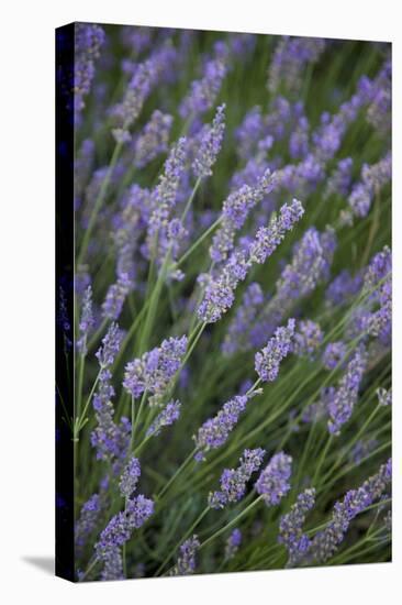 Lavender Fields, Provence, France, Europe-Angelo Cavalli-Premier Image Canvas
