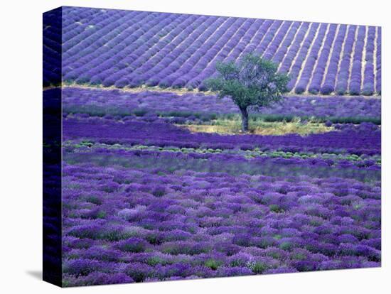 Lavender Fields, Vence, Provence, France-Gavriel Jecan-Premier Image Canvas