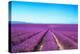 Lavender Flower Blooming Fields Endless Rows-stevanzz-Premier Image Canvas