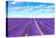 Lavender Flower Blooming Fields Endless Rows-stevanzz-Premier Image Canvas