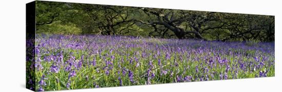 Lavender Flowers in a Field, England, United Kingdom-null-Premier Image Canvas