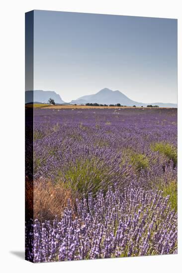 Lavender Growing on the Plateau de Valensole in Provence, France, Europe-Julian Elliott-Premier Image Canvas