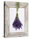 Lavender Hanging Up to Dry-Ottmar Diez-Premier Image Canvas