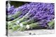 Lavender Harvest II-Dana Styber-Premier Image Canvas