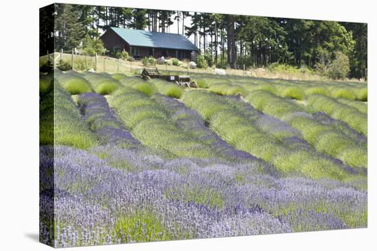 Lavender Hill I-Dana Styber-Premier Image Canvas