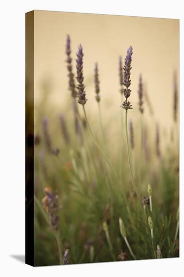 Lavender I-Karyn Millet-Premier Image Canvas