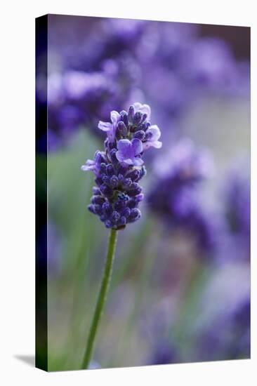 Lavender in the Backyard, Keizer, Oregon, USA-Rick A Brown-Premier Image Canvas