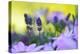 Lavender in the Flower Field-Heidi Westum-Premier Image Canvas