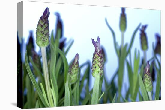 Lavender (Lavandula Sp.)-Lawrence Lawry-Premier Image Canvas