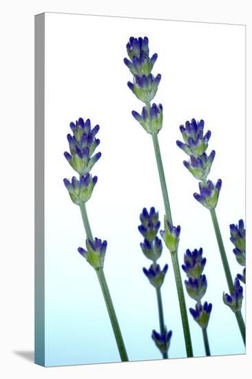 Lavender (Lavandula Sp.)-Lawrence Lawry-Premier Image Canvas